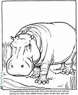 Hippo Hippopotamus Hippopotame Animaux Coloriage Kolorowanki Hipopotamy Dzieci Kolorowanka Rhinoceros 동물 도안 Raisingourkids Coloriages 알파벳 sketch template