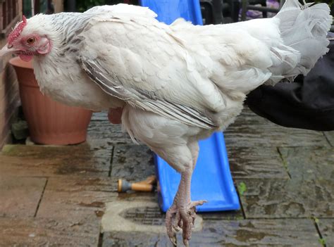 Rosecomb Bantam For Sale Chickens Breed Information