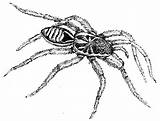 Tarantula Drawing Spiders Getdrawings sketch template