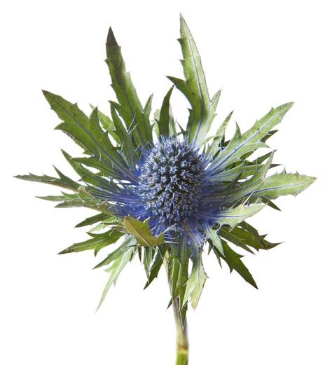 blue thistle eryngium fresh  dried scotland bulk flower etsy