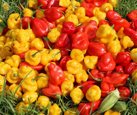 sweet peppers   heat  summer finch alcom