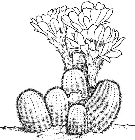 cactus coloring page printable ideas