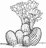 Cactus Coloring Pages Desert Drawing Clipart Sheets Printable Cactaceae Pear Prickly Lobivia Dessin Colorier Flower Drawings Plants Plant Online Line sketch template