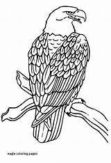 Eagle Bald Coloring Falcon Pages Drawing American Hawk Outline Head Clip Printable Line Cliparts Draw Peregrine Eagles Native Soaring Golden sketch template