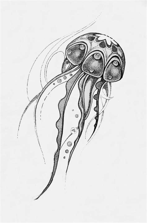 cimg copy  asikaart  deviantart jellyfish drawing jellyfish