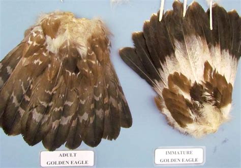 nature notes eagle feather bureaucracy lifestyles elkodailycom