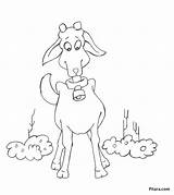 Coloring Domestic Animals Goat Kids Pages Collection Goats Funny Pitara sketch template