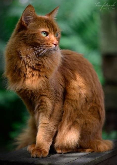what a beautiful brown cat browncat beautifulcat cutecat wow what