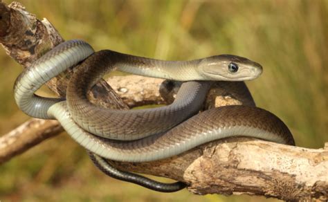 8 Interesting Facts About Black Mambas Scinotech