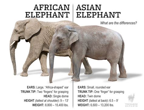 african elephant vs asian elephant samsonzebhart