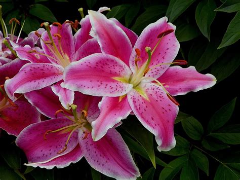 Lily Flower Meaning And Symbolism Morflora