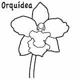 Colombia Orquidea Araguaney Orquideas Turpial Orquídea Simbolos Orqu sketch template