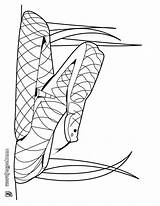 Cascabel Serpiente Rattlesnake Snake Schlange Ausmalbilder Rattle Reptiles Línea Designlooter Letzte sketch template