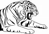Tigre Stampare Tigri sketch template