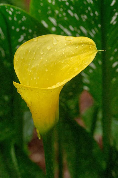 Yellow Calla Lily 3 Photograph By Douglas Barnett