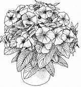 Petunia Adulte Petunias Blumen Mandalas Potted Bestcoloringpagesforkids Erwachsene Megamall Tasha sketch template