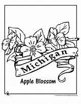 Coloring Flower Michigan State Blossom Apple Pages Kids Popular sketch template