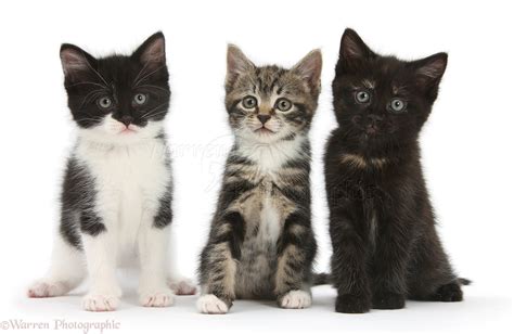 kittens  photo wp