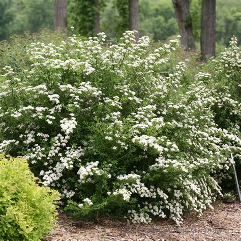 spirea ultimate care growing guide proven winners