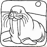 Walrus Coloring Pages Lps Printable Animals Child Color Kids Sea Clipart sketch template