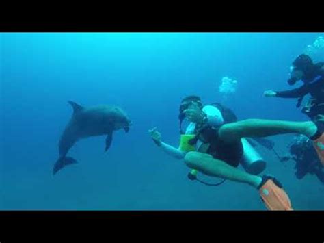 human dolphin reunited   years youtube