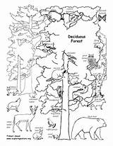 Forest Animals Deciduous Labeled Coloring Nature sketch template