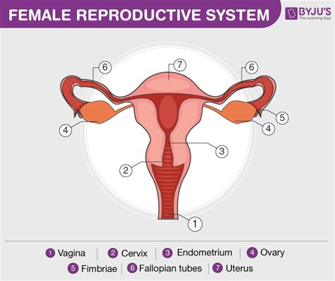 Easy Diagram Of Male Reproductive System Class 10