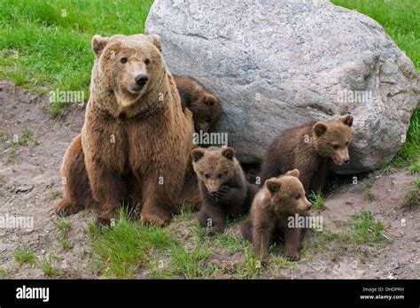 eurasian brown bear ursus arctos arctos female   cubs stock