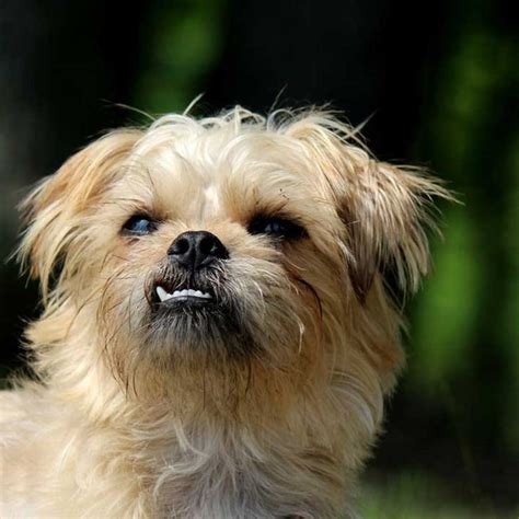 cute teacup dog breeds dog breeds teacup dog breeds miniature puppies