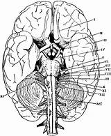 Coloring Brain Anatomy Anatomie Physiology Human Biologie Cranial Nerves Ausmalbild Greys Galery Kostenlos sketch template