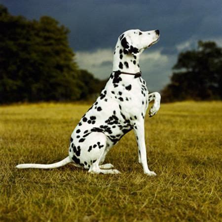 white dog  black spots animals pets images