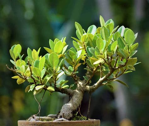 chinese bonsai banyan tree nestreeocom