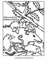 Possum Coloring Pages Virginia Opossum West Designlooter Getcolorings 91kb 960px sketch template