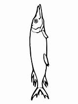 Pike Fish Coloring Pages Drawing Northern Printable Jumping Walleye Water Color Getdrawings Sketch Version Click Sketchite Clipart Categories sketch template