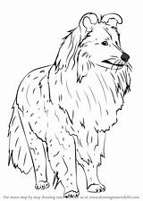 Sheepdog Shetland sketch template