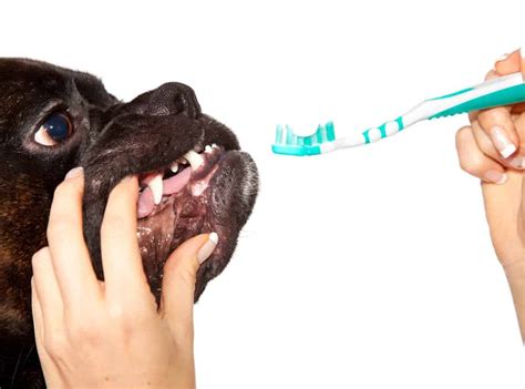fascinating facts   knew   dogs teeth