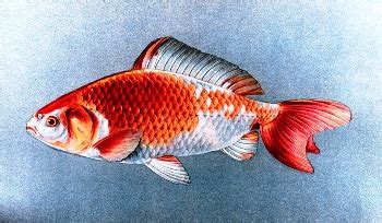 goldfish learn   popular fish pet