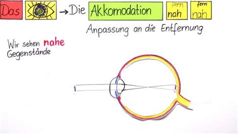 das auge biologie  lernen