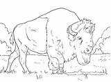 Bison Bisonte Americano Grazing Pascolo Pastando Coloringgames Realistic Kategorien sketch template