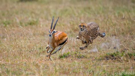 cheetah chase wildlife animals cheetah wallpaper africa wildlife