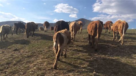 herd cattle  mongolia youtube