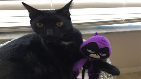 Teen Titans Go Starfire Tries To Rescue Raven From A Cat