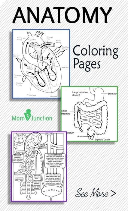 anatomy coloring book  kids home family style  art ideas