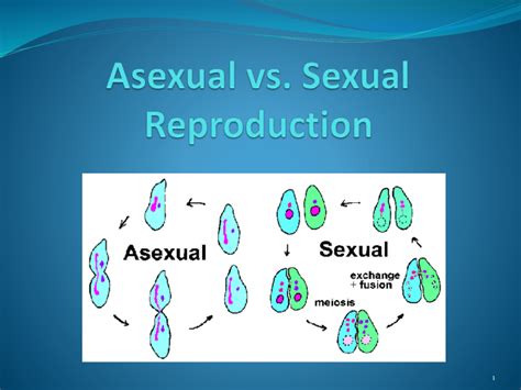Asexual Vs Sexual Reproduction Powerpoint