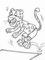 Cheetah Kolorowanki Gepardy Leopardy sketch template