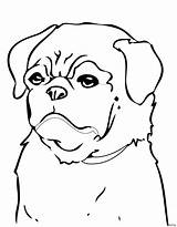 Coloring Pug Beagle Puppies Bullying Pugs Coloringhome sketch template