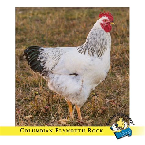 Columbian Rock Chickens For Sale And Info Cackle Hatchery