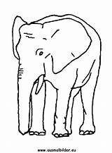 Elefant Ausmalbilder Ausmalbild Elefanten Ausdrucken sketch template