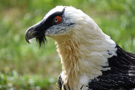 bearded vulture facts   bone eating bird  prey facts bridage