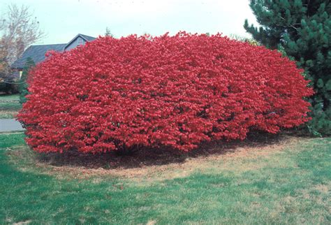 euonymus alatus burning bush winged spindle tree  botany